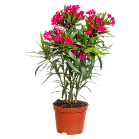 Oleander, vanaf