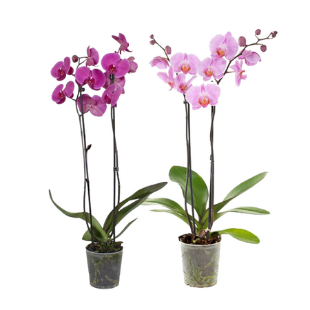 Orchidee 'Phalaenopsis'