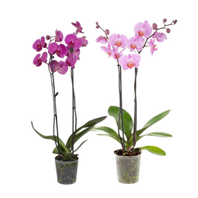 Orchidee 'Phalaenopsis'