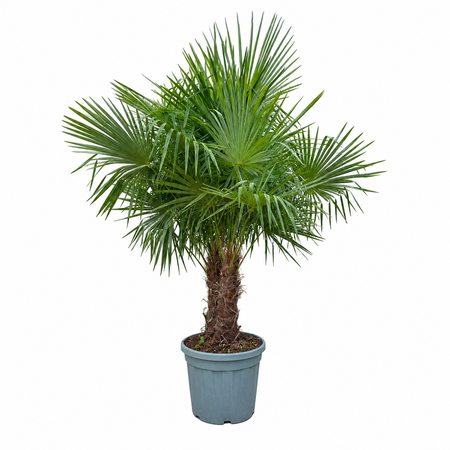Palmen 120cm hoog, 10cm stamdikte