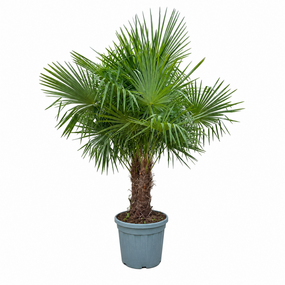 Palmen 120cm hoog, 10cm stamdikte