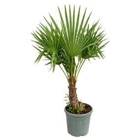 Palmen 120cm hoog, 10cm stamdikte