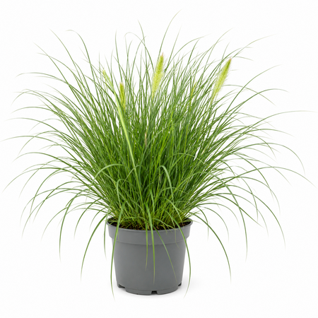 Pennisetum
