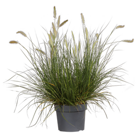 Pennisetum alopecuroides
