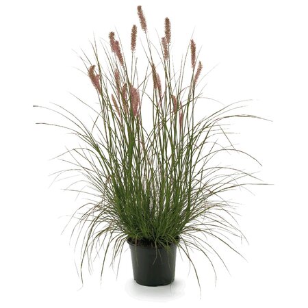 Pennisetum alopecuroides 'Hameln'