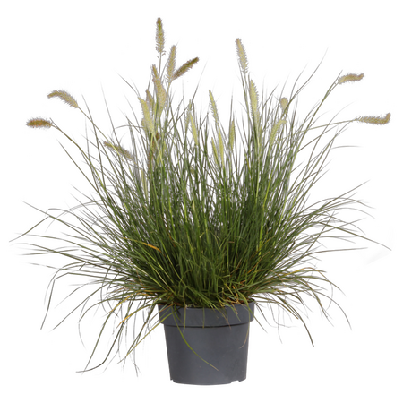 Pennisetum alopecuroides 'Hameln'