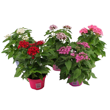 Pentas Lanceolata 'Vlinderbloem'