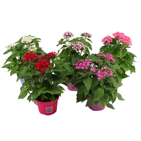 Pentas Lanceolata 'Vlinderbloem'