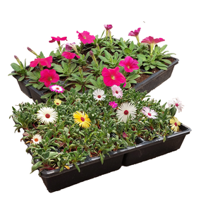 Perkplanten, per bak - afbeelding 2