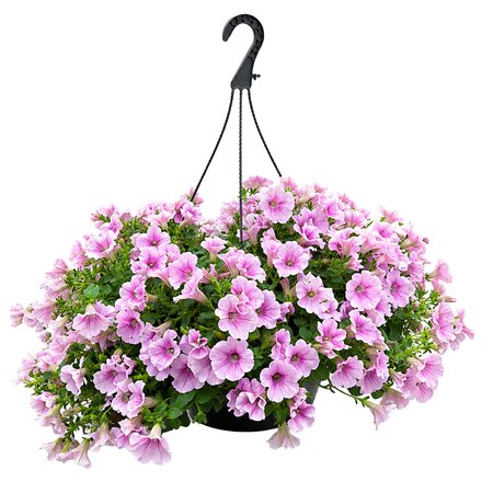 Petunia in Hangpot groot