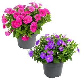 Petunia in pot