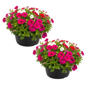 Petunia's