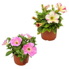 Petunia's los, diverse kleuren