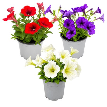 Petunia's los, diverse kleuren