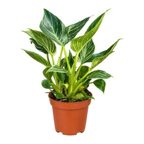 Philodendron Birkin