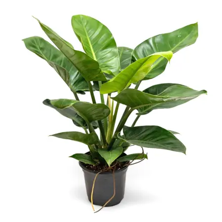 Philodendron 'Imperial Green', vanaf