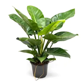 Philodendron 'Imperial Green', vanaf