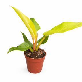 Philodendron Melinonii Go