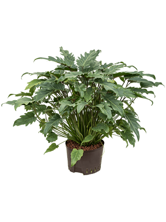 Philodendron 'Xanadu'