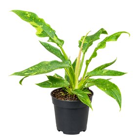 Philondendron 'Ring of fire'