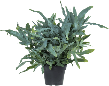 Phlebodium 'IJzervaren', vanaf