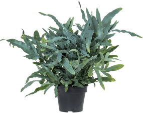 Phlebodium 'IJzervaren', vanaf