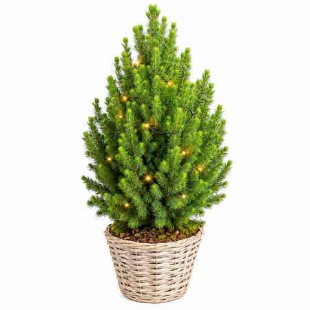 Picea Conica met verlichting