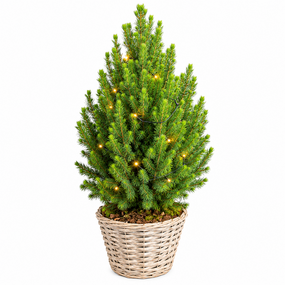 Picea Conica met verlichting
