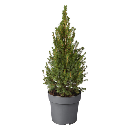 Picea glauca ‘Conica' 90cm hoog