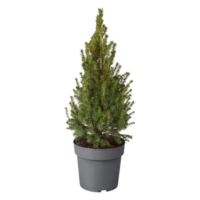 Picea glauca ‘Conica' 90cm hoog