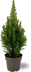 Picea Glauca Conica 'dwergspar'