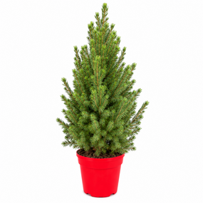 Picea Glauca Conica vanaf,