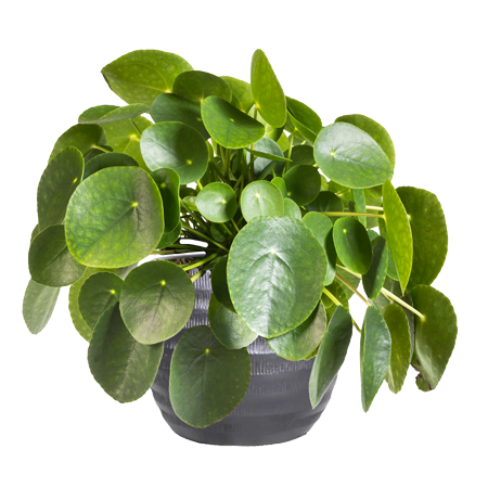 Pilea Peperomioides 'Pannekoekenplant' - afbeelding 1
