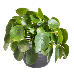 Pilea Peperomioides 'Pannekoekenplant' - afbeelding 1
