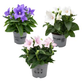 Platycodon 'Ballonbloem'