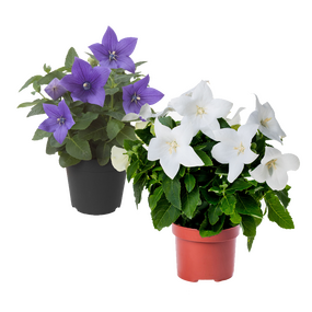 Platycodon 'Ballonbloem'