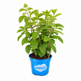 Pluim hortensia vanaf,