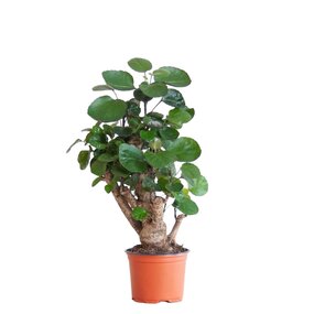 Polyscias Fabian, vanaf