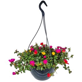 Portulaca in hangpot