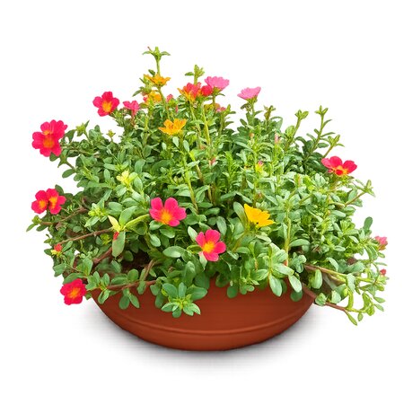 Portulaca in schaal