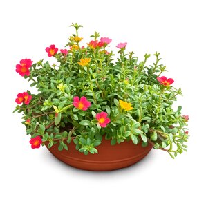 Portulaca in schaal