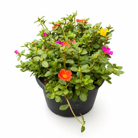 Portulaca in terraspot