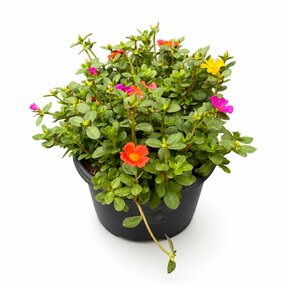 Portulaca in terraspot