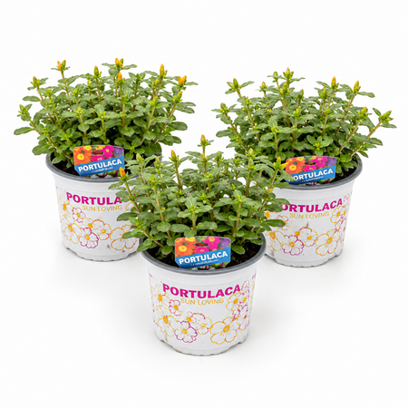 Portulaca klein