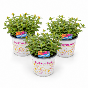 Portulaca klein