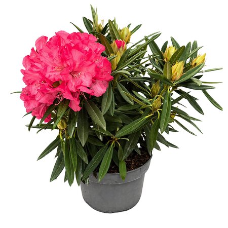 Rhododendron pot 23cm