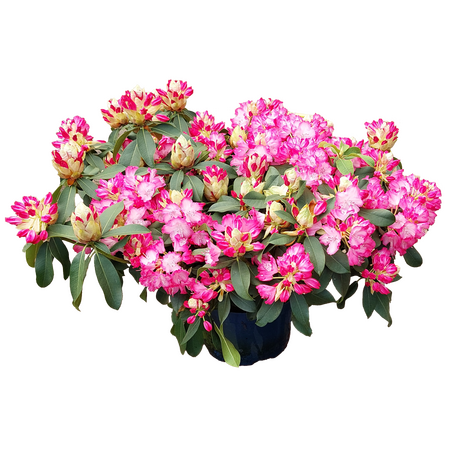 Rhododendron, vanaf