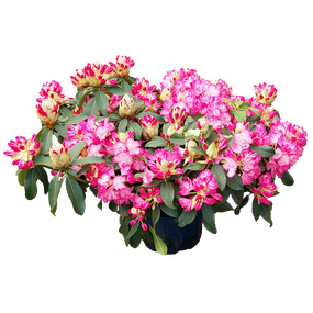 Rhododendron, vanaf