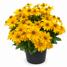 Rudbeckia