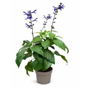 Salvia 'Black & Bloom'